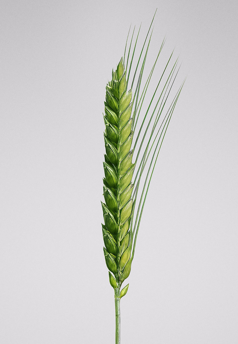 Bayer Crop Science