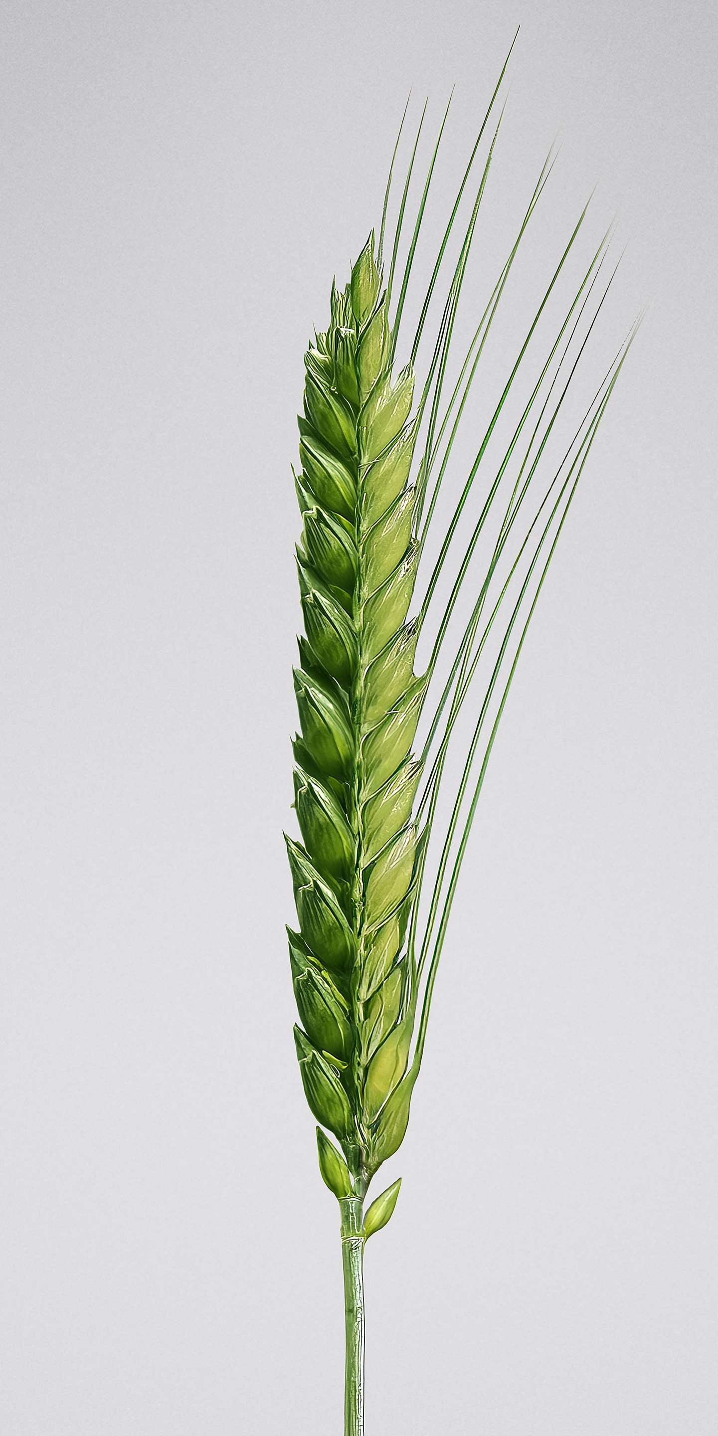 Bayer Crop Science