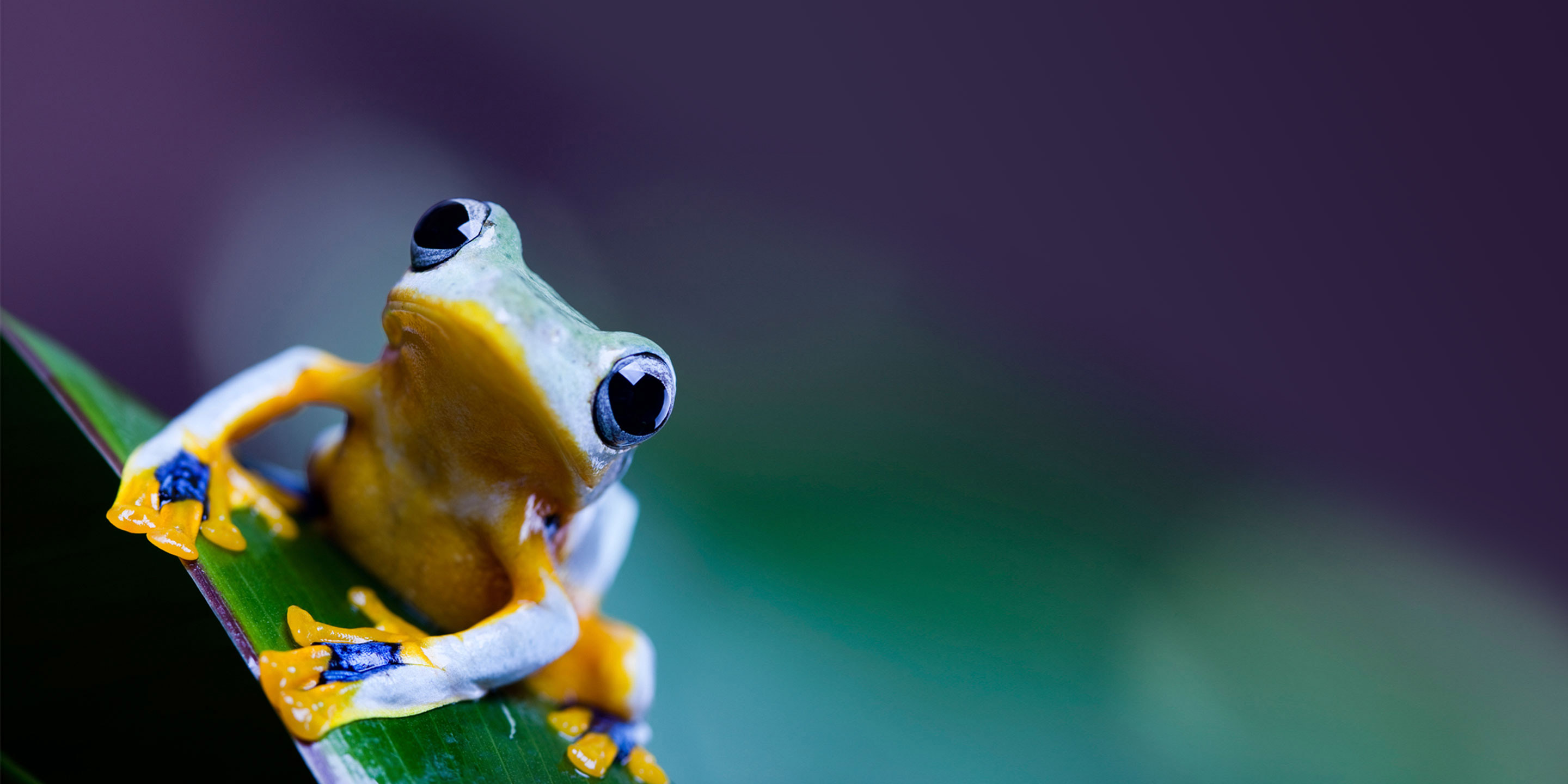 Frog Hero
